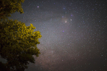 Starry Night and Tree