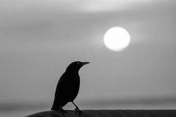 Alone