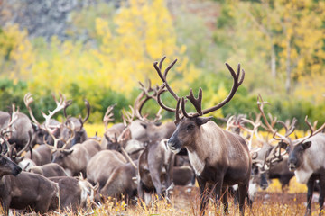 Herd of reindeer in the tundra in autumn . In the foreground a beautiful deer full face.