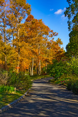 秋の遊歩道と紅葉する針葉樹