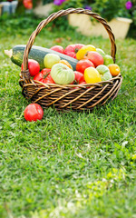 Vegetables in basket at the garden, outdoor