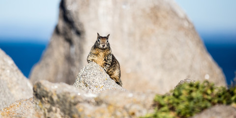 Squirrel on rock