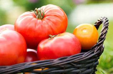 Red and yellow tomatoes in basket at the garden