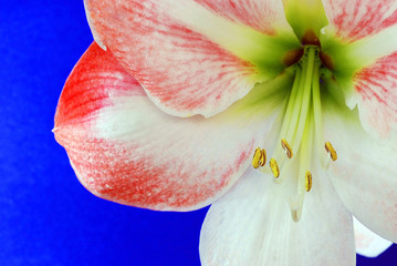 Amaryllis Lily Flower on blue background