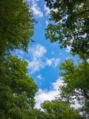Blue sky with small white clouds through some beech trees in a forest