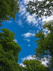 Blue sky with small white clouds through some beech trees in a forest