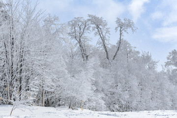 冬の樹氷