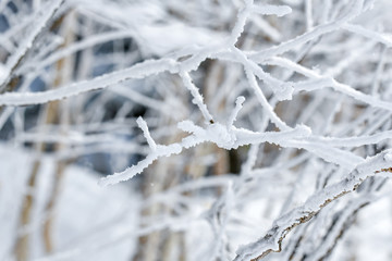  Beautiful snow stuck to the branches of trees in winter