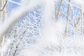  Beautiful snow stuck to the branches of trees in winter