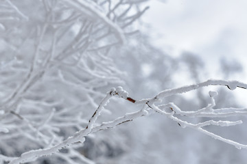  Beautiful snow stuck to the branches of trees in winter