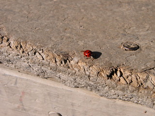 lady bug 1