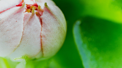 Kwiat blåmster flower macro makro mikro micro Hydrangea Hortensja	 - obrazy, fototapety, plakaty