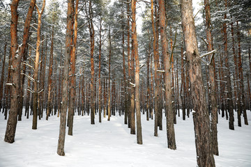 Beautiful pine forest covered with snow on winter day