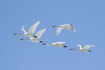 Flock of whistling swans in the blue sky.