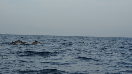 Fototapeta premium Dolphins swimming in the open water of the indian ocean
