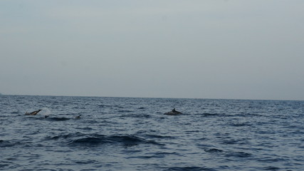 Dolphins swimming in the open water of the indian ocean