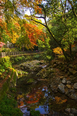 明治の森箕面国定公園・紅葉する滝道の風景