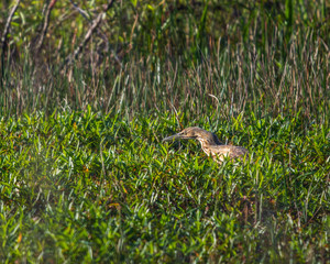 American Bittern along the nature trail!