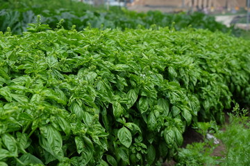 Basil