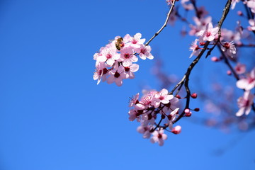 Rosa Zierkirschenbl&uuml;te vor blauen Hintergrund