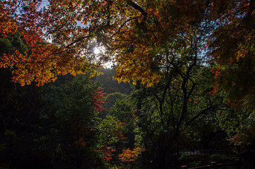 秋の朝・明治の森箕面国定公園