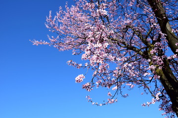 Zierkirschenblüten mit Baumstamm vor blauen Himmel