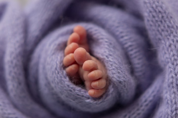 legs of a newborn baby. baby's feet. baby feet on purple background