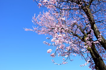 Blühender Zierkirschenbaum vor blauen Himmel