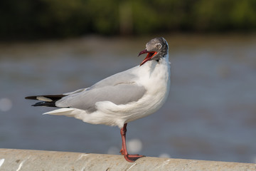 Seagulls at Bang Pu, Samut Prakan, Thailand