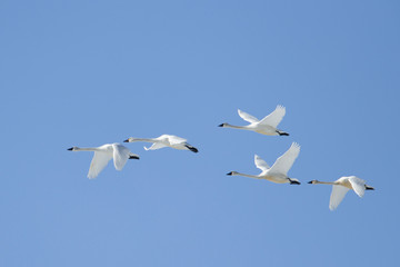 Whistling swan flock in the sky.