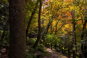 Fototapeta na wymiar 明治の森箕面国定公園・紅葉する滝道の風景