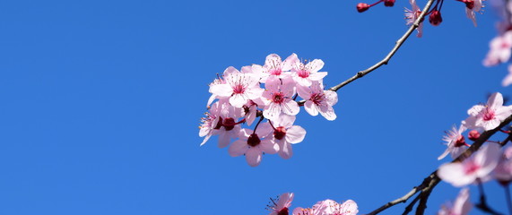 Zierkirsche Blüten Banner