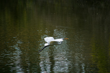 翼を広げ滑空するシラサギ