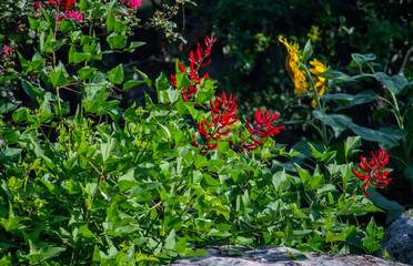 Naklejka premium Flowers 