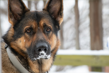 German Shepherd