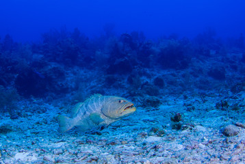 Obraz na płótnie Canvas A tiger grouper shot in Grand Cayman in the Cayman Islands. This reef dwelling predator is normally shy of humans due to their being over fished to a critical level. This dude was pretty chilled