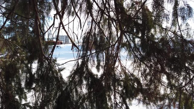 City Park Behind Pine Trees Left To Right Panorama In Winter Time