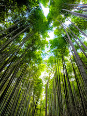 Japan Green Bamboo Forest 