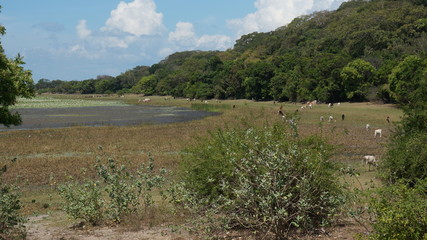 Fototapeta na wymiar landscape with a lake and cows eating gras nearby - Sri Lanka