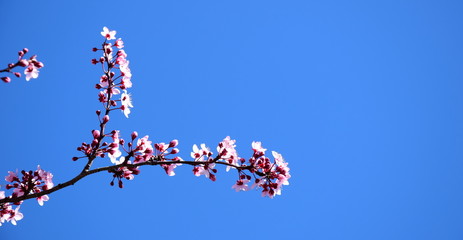 Zweige der japanischen Zierkirsche vor blauen Himmel