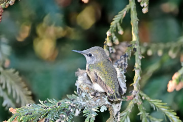 Baby Hummingbird Preparing for It's First Flight