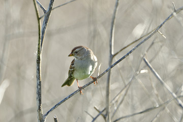 True Sparrow in the Bush