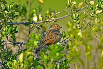 Eastern Towhee in the bush