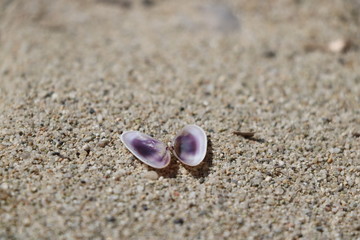 Fototapeta na wymiar Sea shell on the beach.
