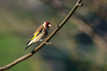 Cardellino