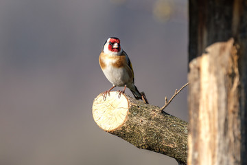 Cardellino