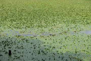 Obraz na płótnie Canvas Leaves or pond weed floating on a pond lake water.