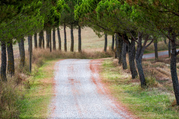 Dirt gravel road closeup to villa house on farm landscape idyllic picturesque cypress trees lining path in Val D'Orcia countryside in Tuscany, Italy with rolling hills © Andriy Blokhin