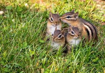 Family of Four Young Eastern Chipmunks, Tamias striatus, in green grass 