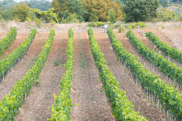 Pattern of rolling hills landscape green winery vineyard grape vine rows in idyllic picturesque Val D'Orcia countryside in Tuscany, Italy